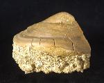 Velates perversus (GMELIN 1791) - Bild © FossNet FossilienStore
